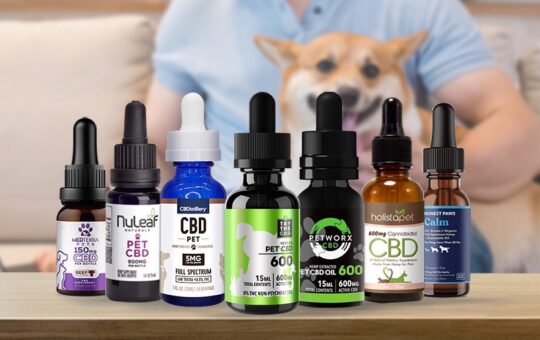 CBD Oil