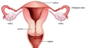 Female Anatomy